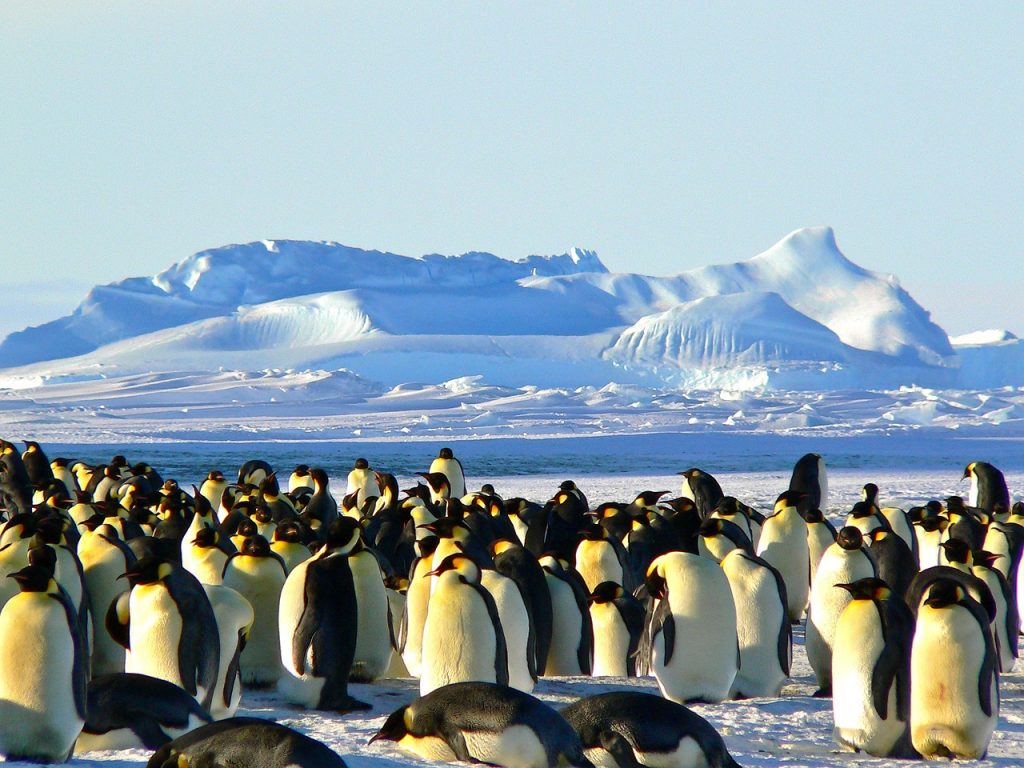 Can I Travel to Antarctica? 2 emperor penguins